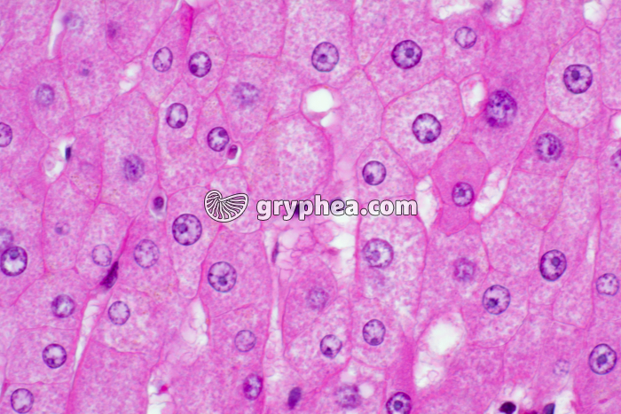 Foie et cellules hépatiques x220 - gryphea.org